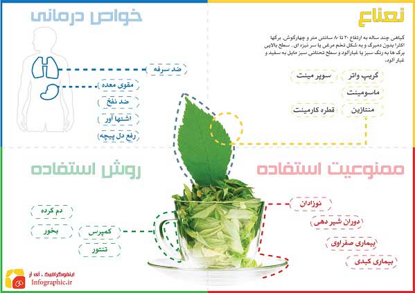 اینفوگرافیک نعنا