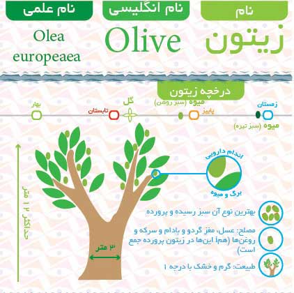 اینفوگرافیک زیتون